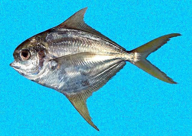 CHIRI